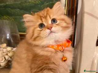 British Shorthair cats British shorthair kittens - Advert 6