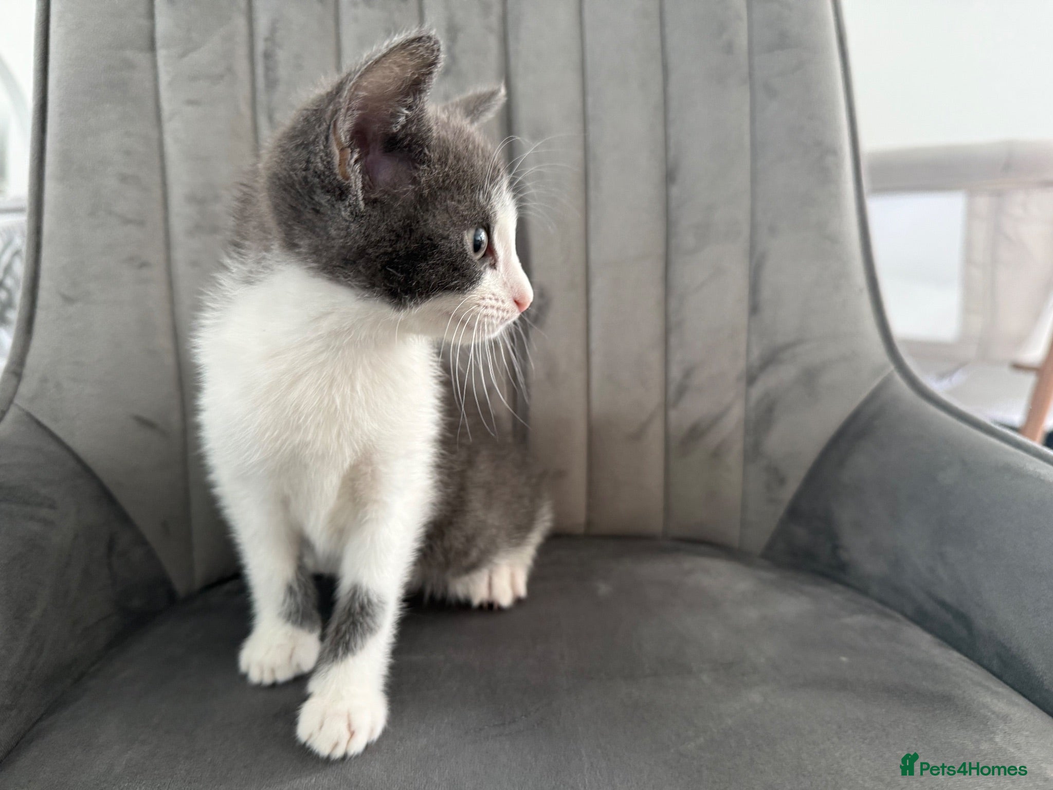 Mixed Breed cats Ready for their forever homes today! 🥰⭐️ - Advert 15