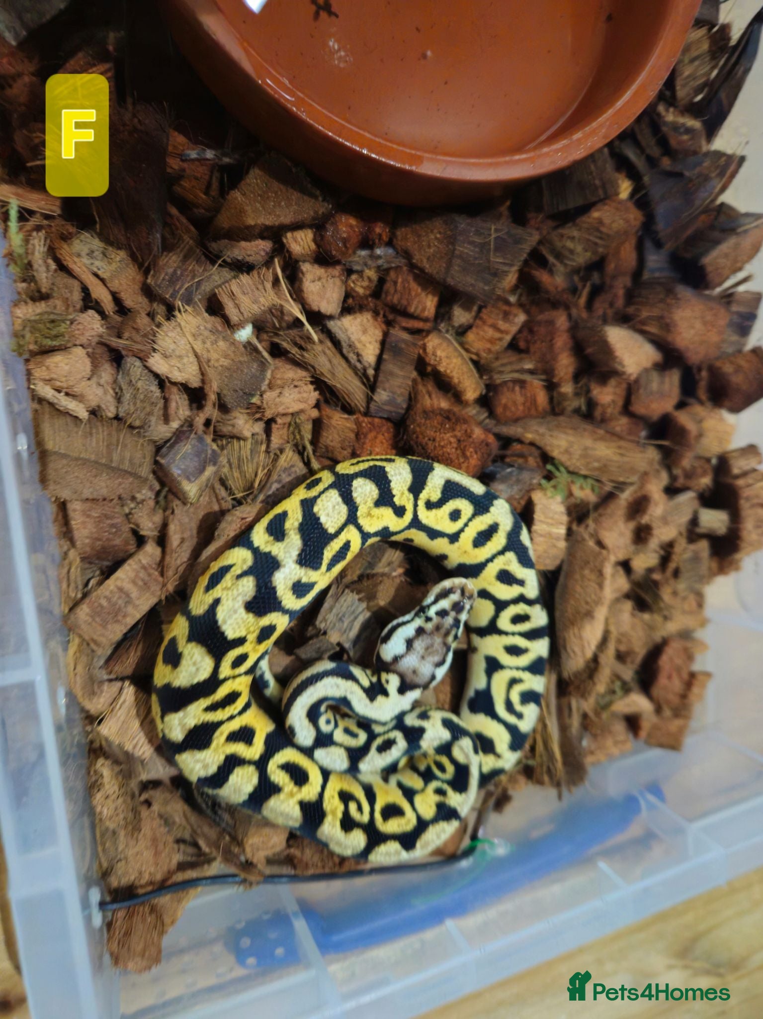 Python Snake reptiles spotnose het clown/ clown clutch - Advert 1