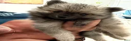 Pomeranian dogs for sale: Just Inky left ready now!!!!!  - Advert 6