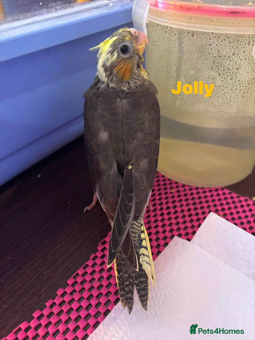 Cockatiels birds for sale: Hand reared and tame baby cockatiels  - Advert 6