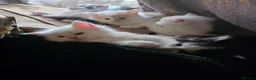 Mixed Breed cats for sale: Cats for sale  - Advert 8