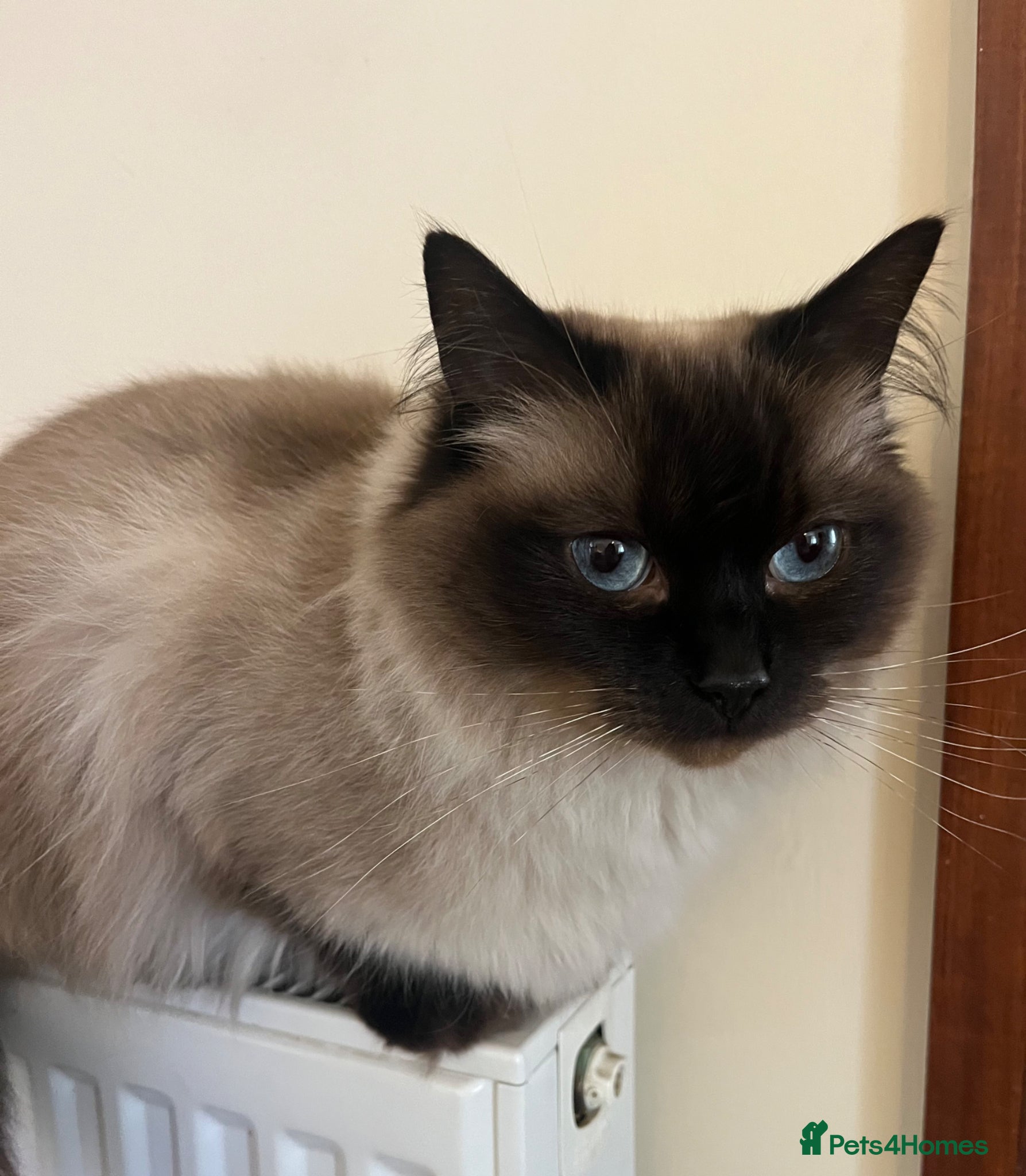 Ragdoll cats Retired Ragdoll Queen looking for nurturing home - Advert 3