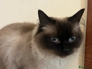 Ragdoll cats Retired Ragdoll Queen looking for nurturing home - Advert 3