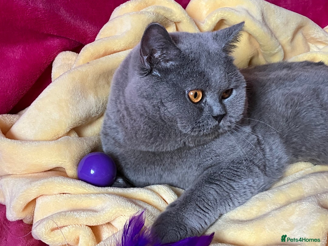 British Shorthair cats for stud: BSH STUD🏆ChampionBloodline 5GEN-Pedigree GCCF🌟💎 in Solihull - Advert 4