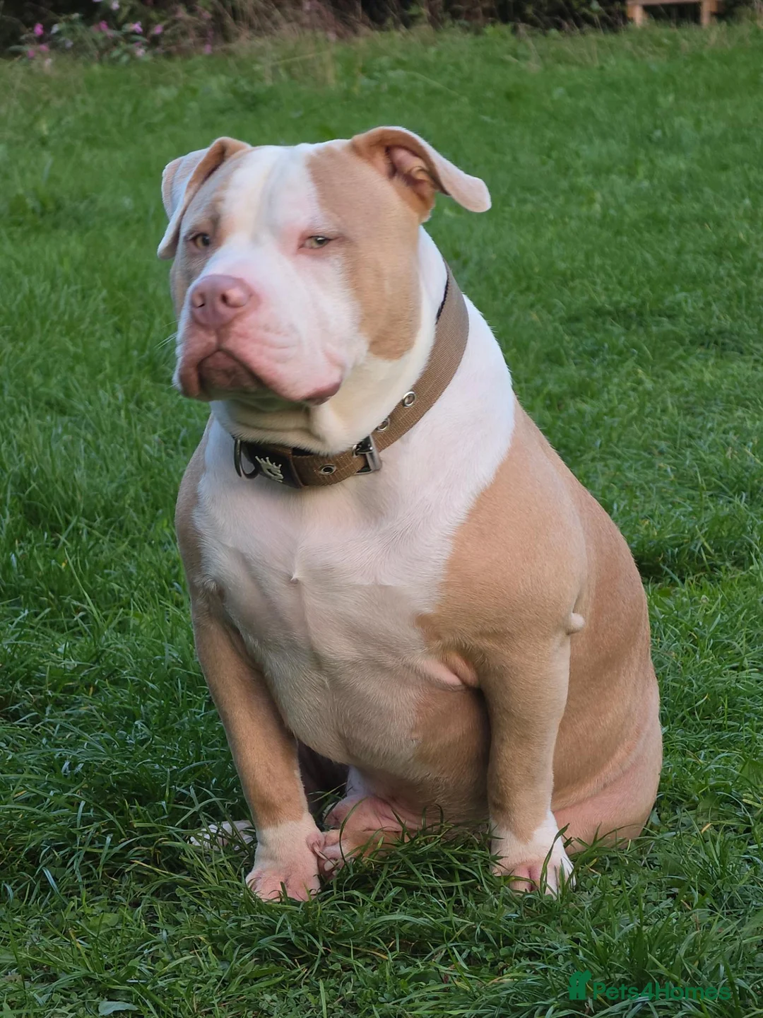 Mixed Breed dogs for sale: POCKET BULLY X STAFF in Bridgend - Advert 1