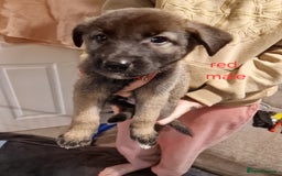 Mixed Breed dogs for sale: Turkish kangal x German shepherd puppies  - Image 4