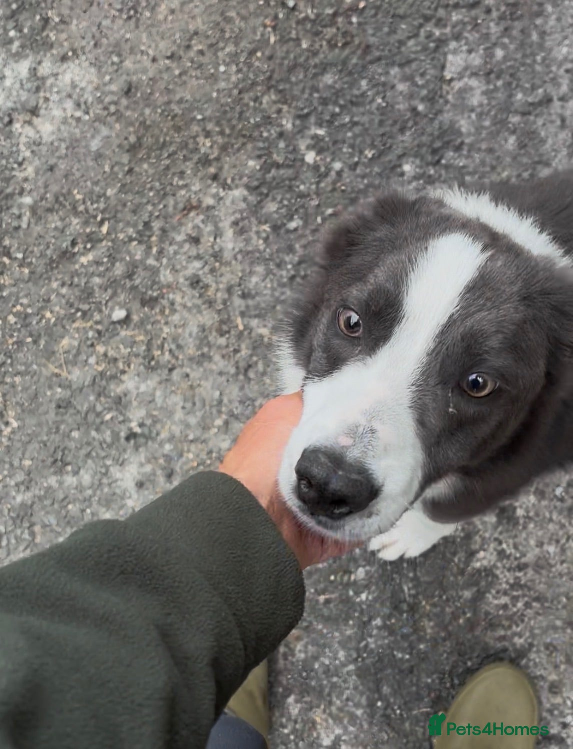 Border Collie dogs Blue and white entire border collie  - Advert 9