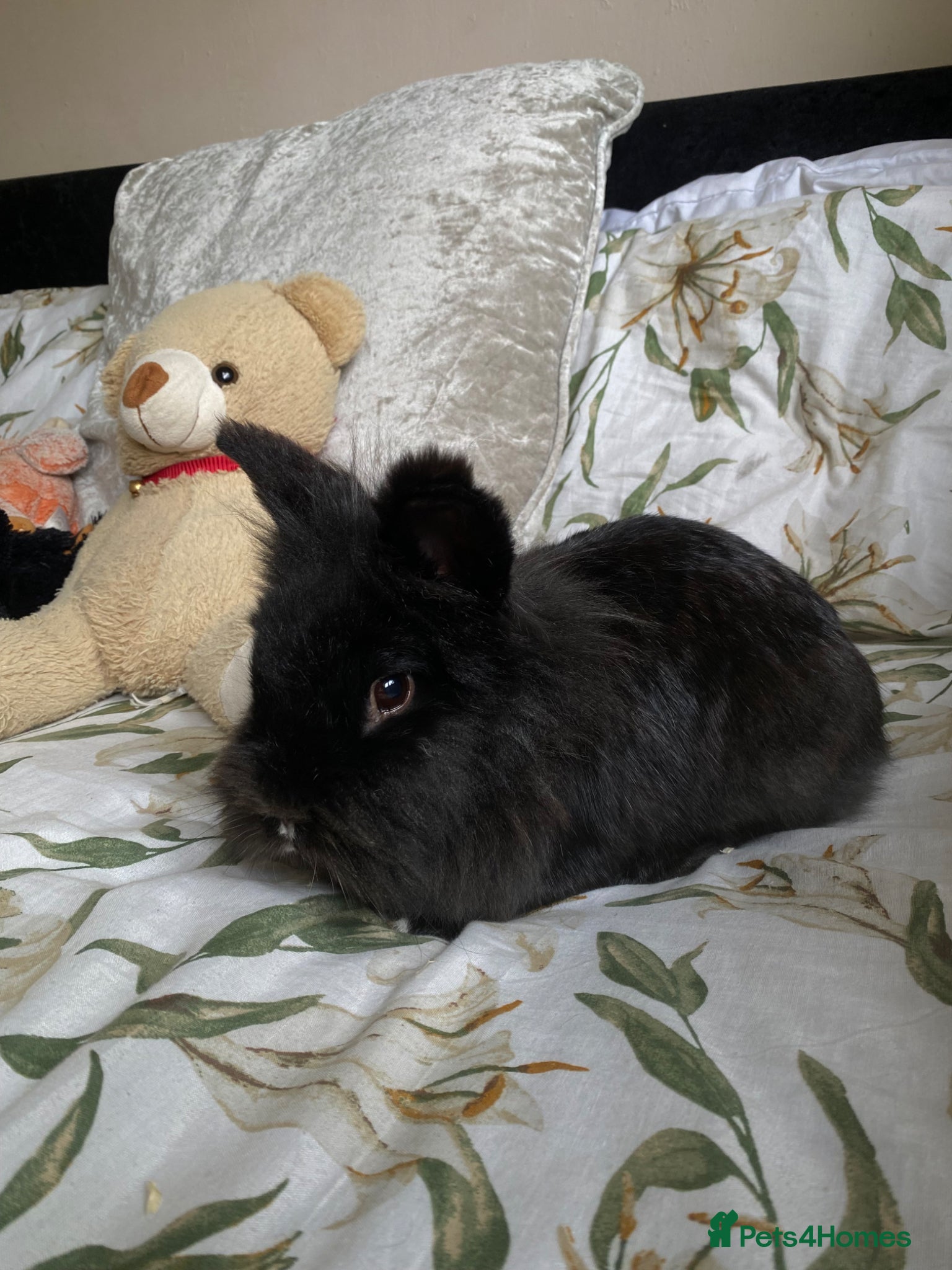 Lionhead rabbits for sale: Black lionhead rabbit in Bradford - Advert 1