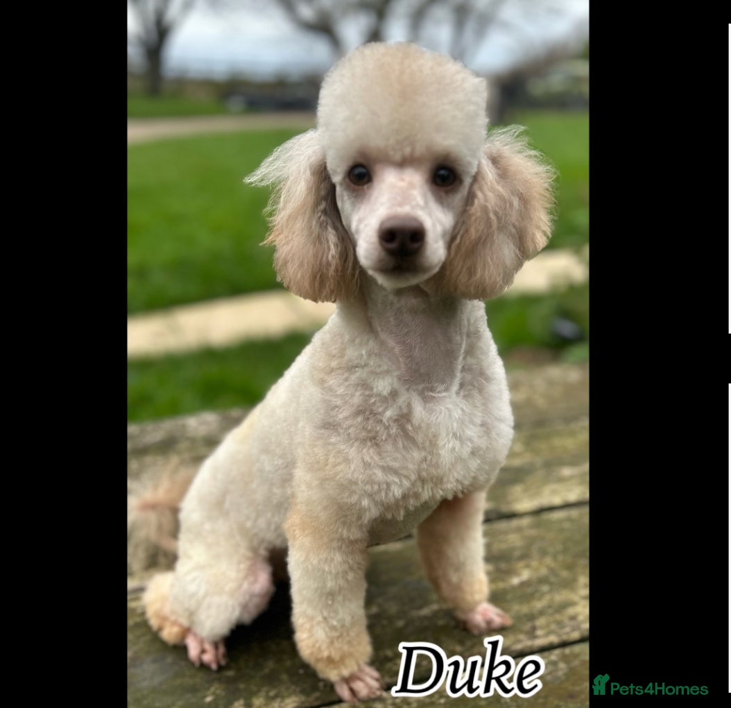 Miniature Poodle dogs Proved fully DNA tested stud - Advert 1