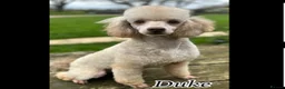 Miniature Poodle dogs for stud: Proved fully DNA tested stud - Advert 1