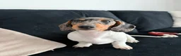 Miniature Dachshund dogs for sale: Miniature dachshund Tri Dapple - Advert 4