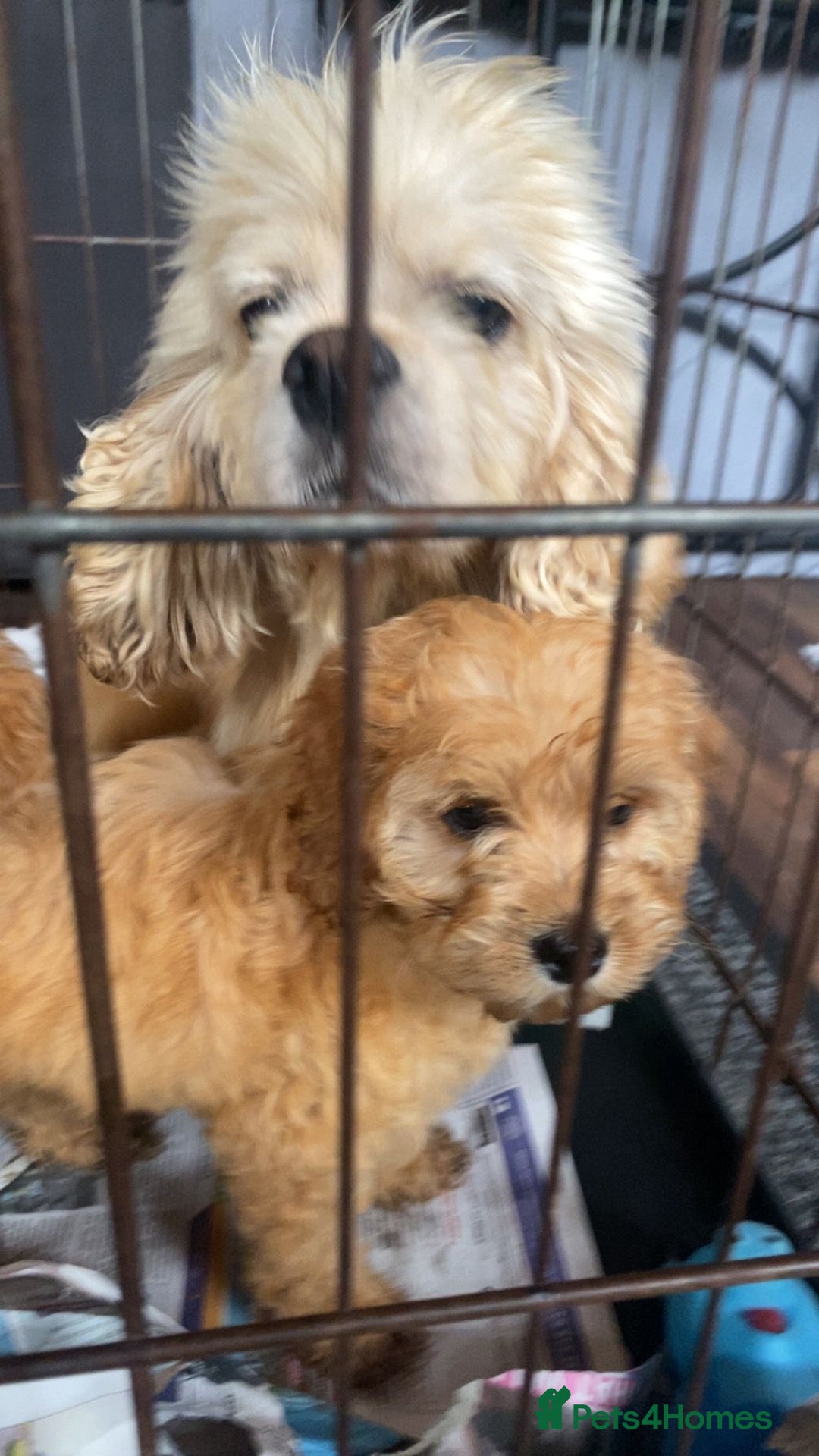Cockapoo dogs for sale: Beautiful Cavapoo Puppy of Fox Red F1  - Image 8