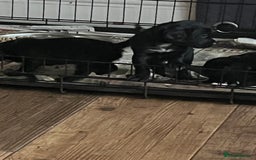 Cocker Spaniel dogs for sale: LAST LITTLE BOY  6 adorable Cocker Spaniel pups - Advert 22