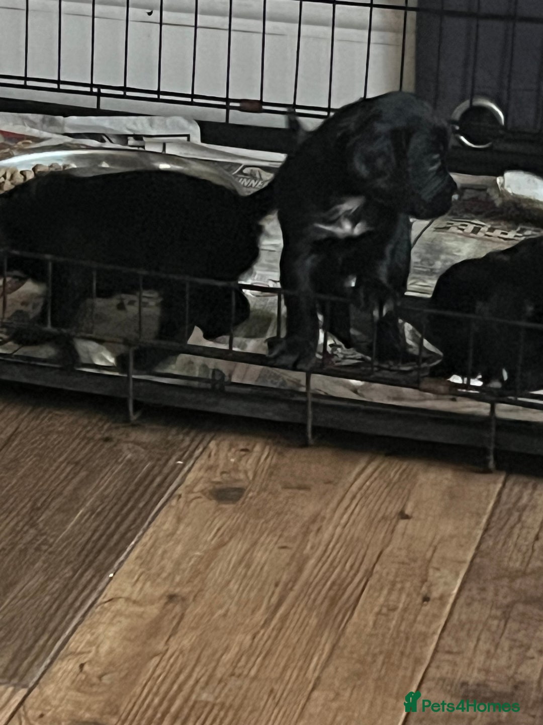 Cocker Spaniel dogs for sale: LAST LITTLE BOY  6 adorable Cocker Spaniel pups - Advert 22