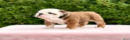 English Bulldog dogs for sale: Double CRUFTS winners bred bulldog puppies  - Advert 19