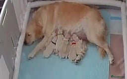 Golden Retriever dogs for sale: Stunning Golden Retriever Puppies  - Image 4