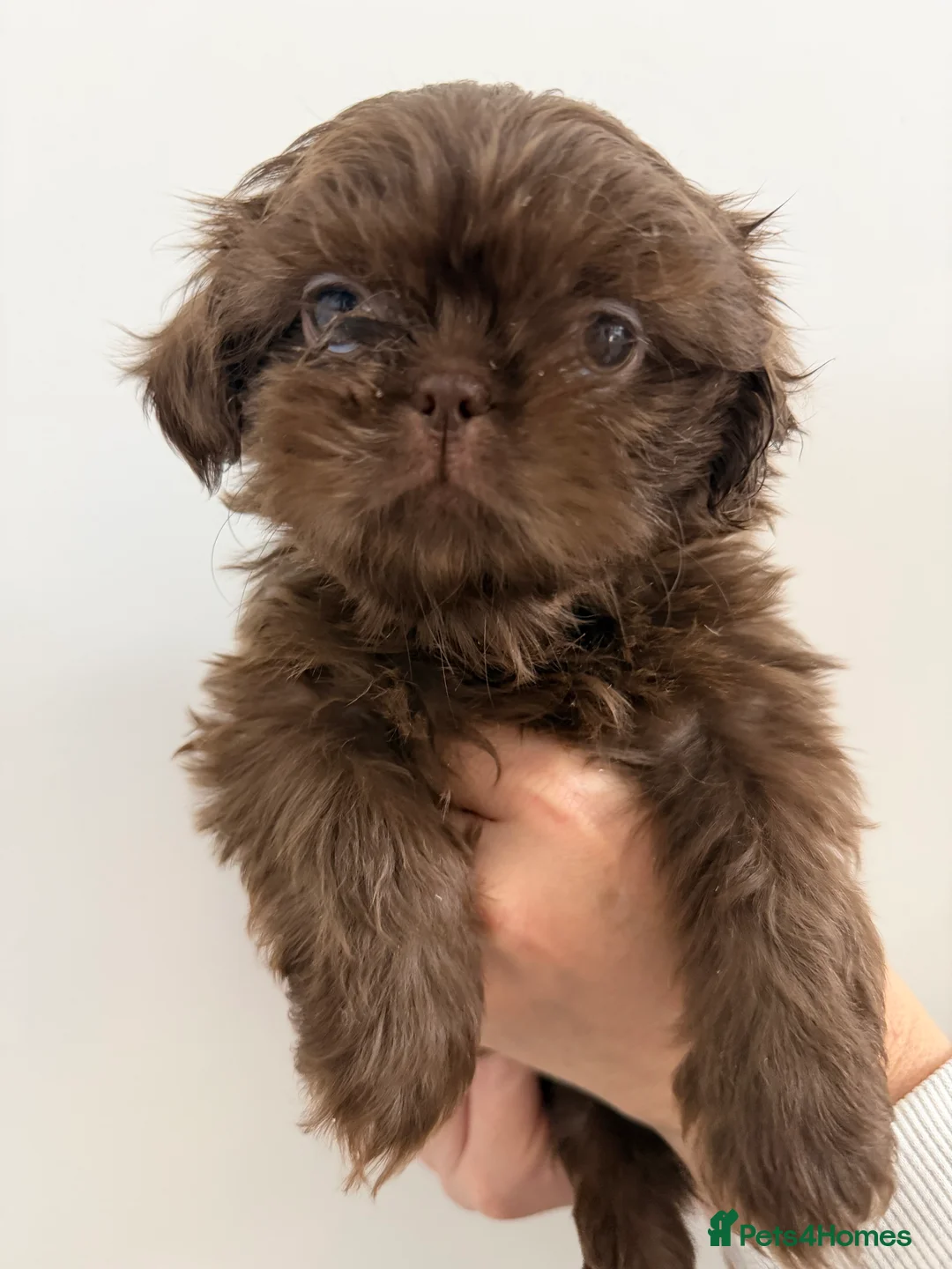 Shih Tzu dogs for sale: 6x Pedigree Imperial Shih Tzu Boys Ready To Leave - Advert 13