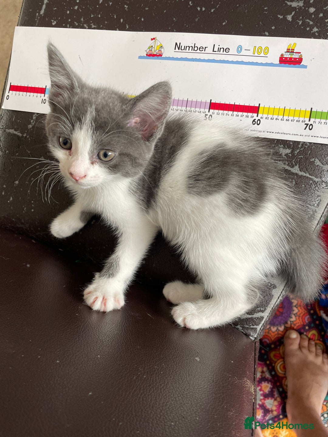 British Shorthair cats for sale: 2 BSH available next week for their forever family - Image 1