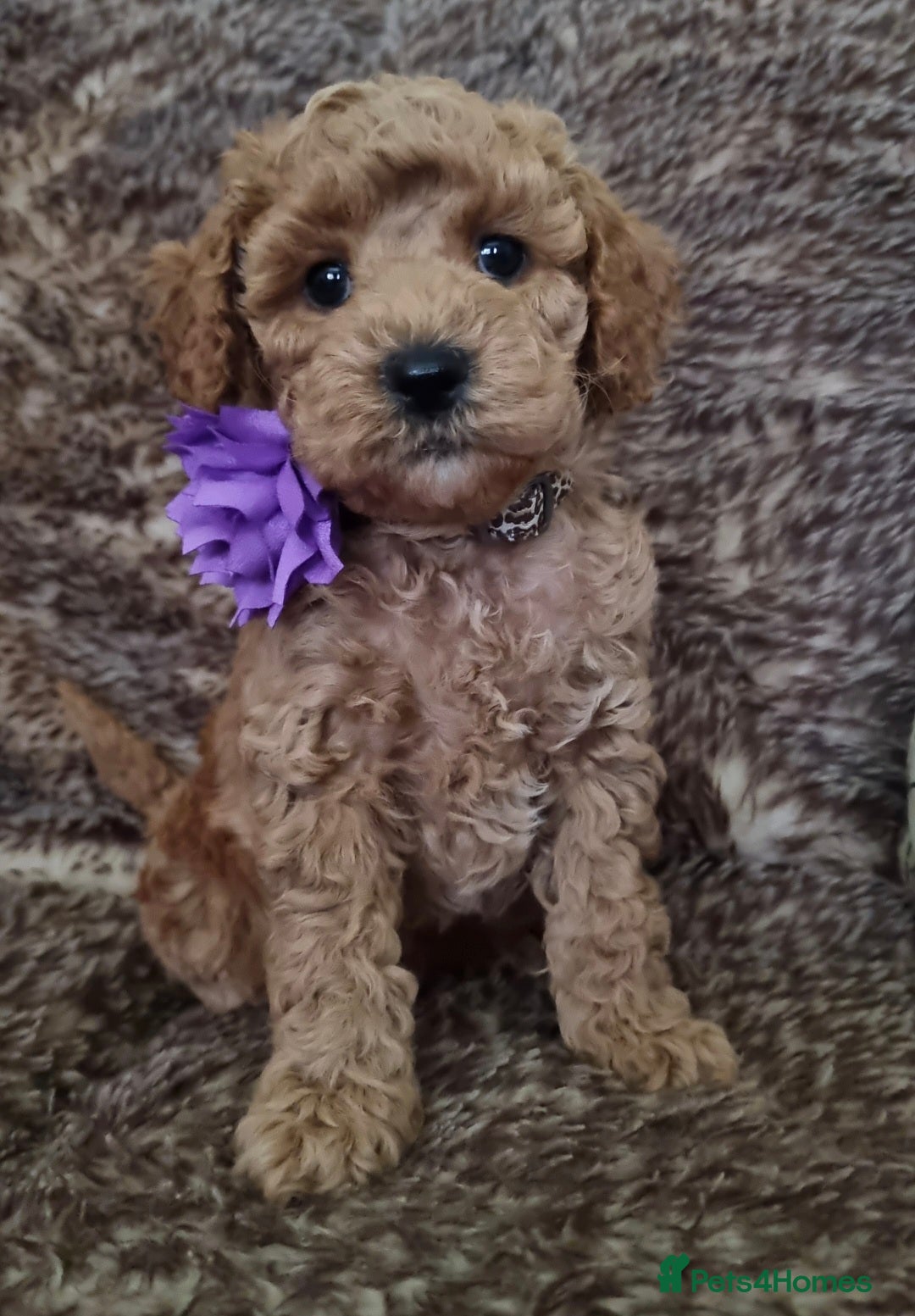 Maltipoo dogs  Miniature hypoallergenic Maltipoo Pups for sale - Advert 2