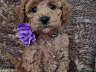 Maltipoo dogs Adorable teddy bear hypoallergenic Maltipoos - Advert 5
