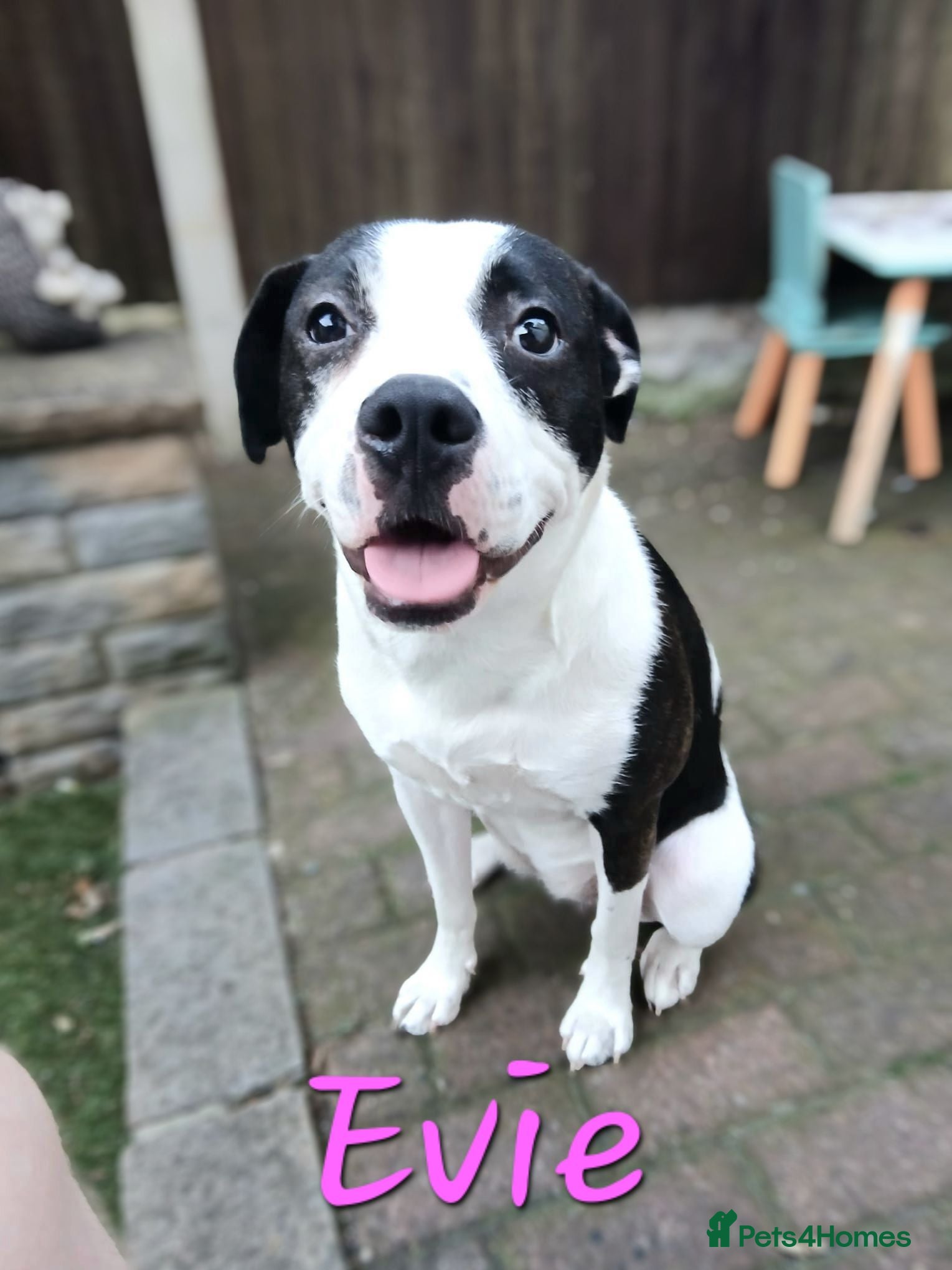 Mixed Breed dogs Evie  - Advert 1