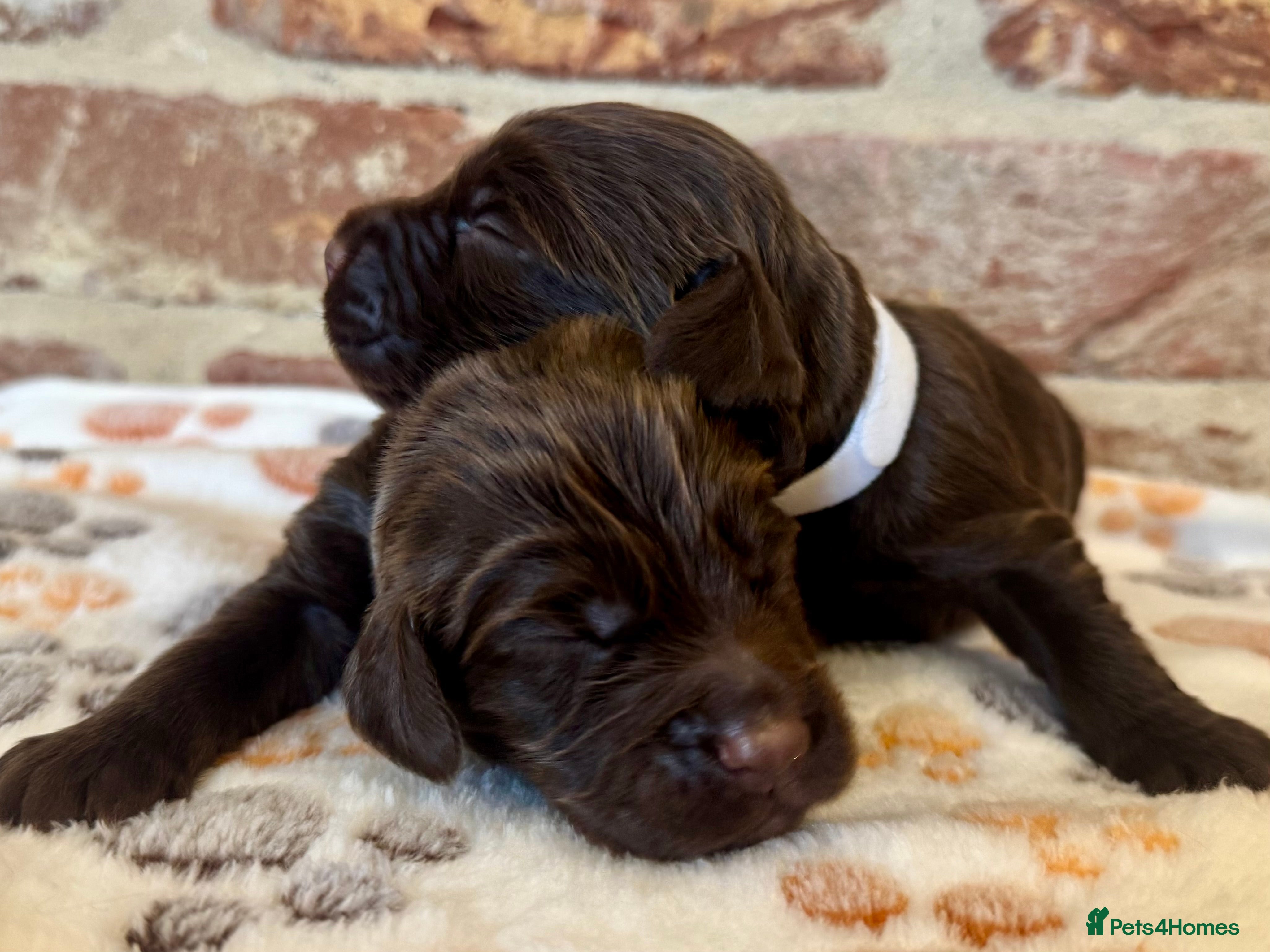 Cocker Spaniel dogs Kennel club registered males 🐾 - Advert 10