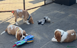 Cavalier King Charles Spaniel dogs for sale: Cavalier King Charles Spaniel  - Image 27