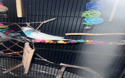 Budgerigars birds for sale: Beautiful Budgies & Large Cage & Accessories - Image 2