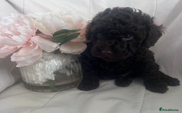 Miniature Poodle dogs for sale: MARLE miniature poodles - Image 3