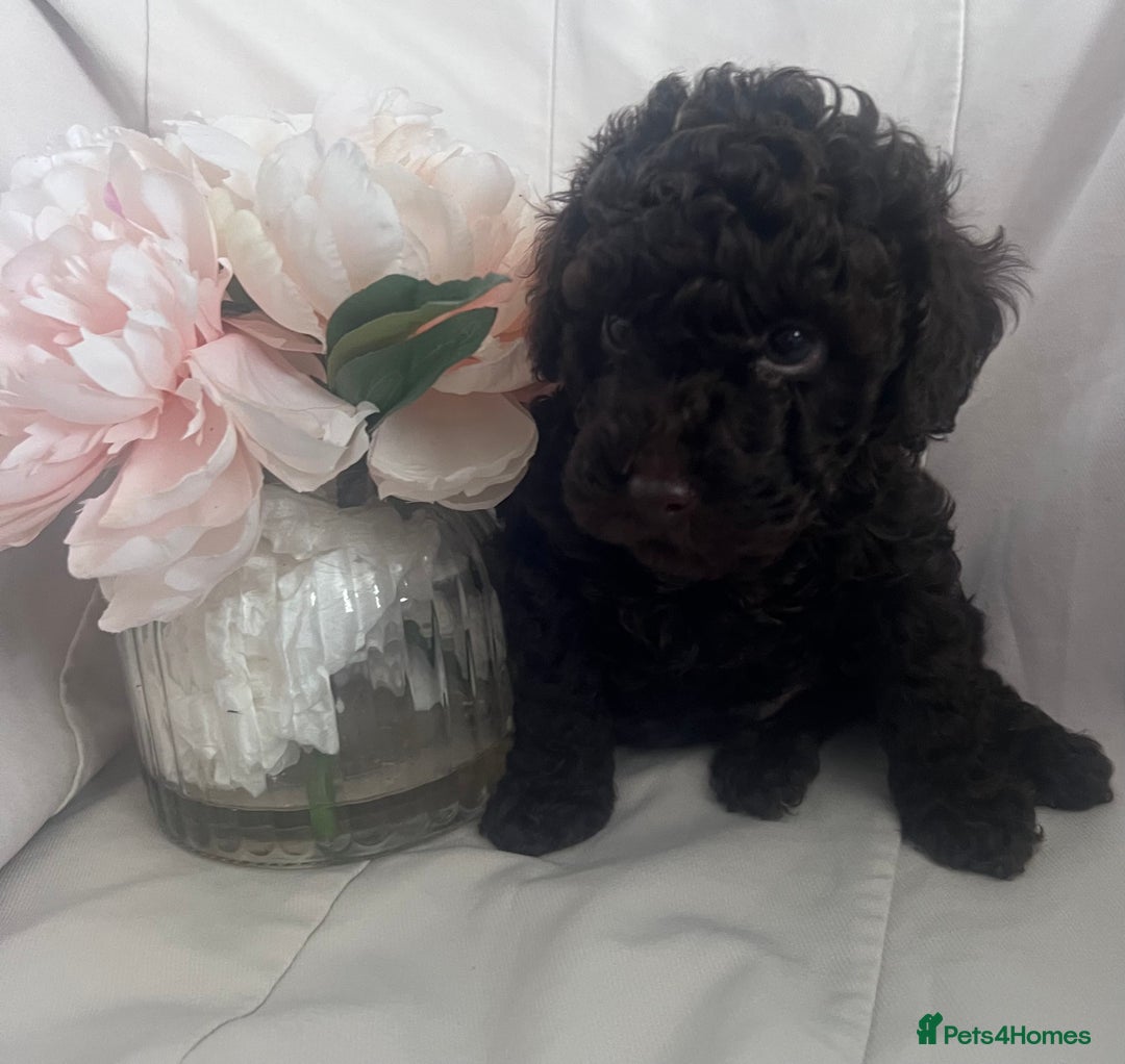 Miniature Poodle dogs for sale: MARLE miniature poodles - Image 3