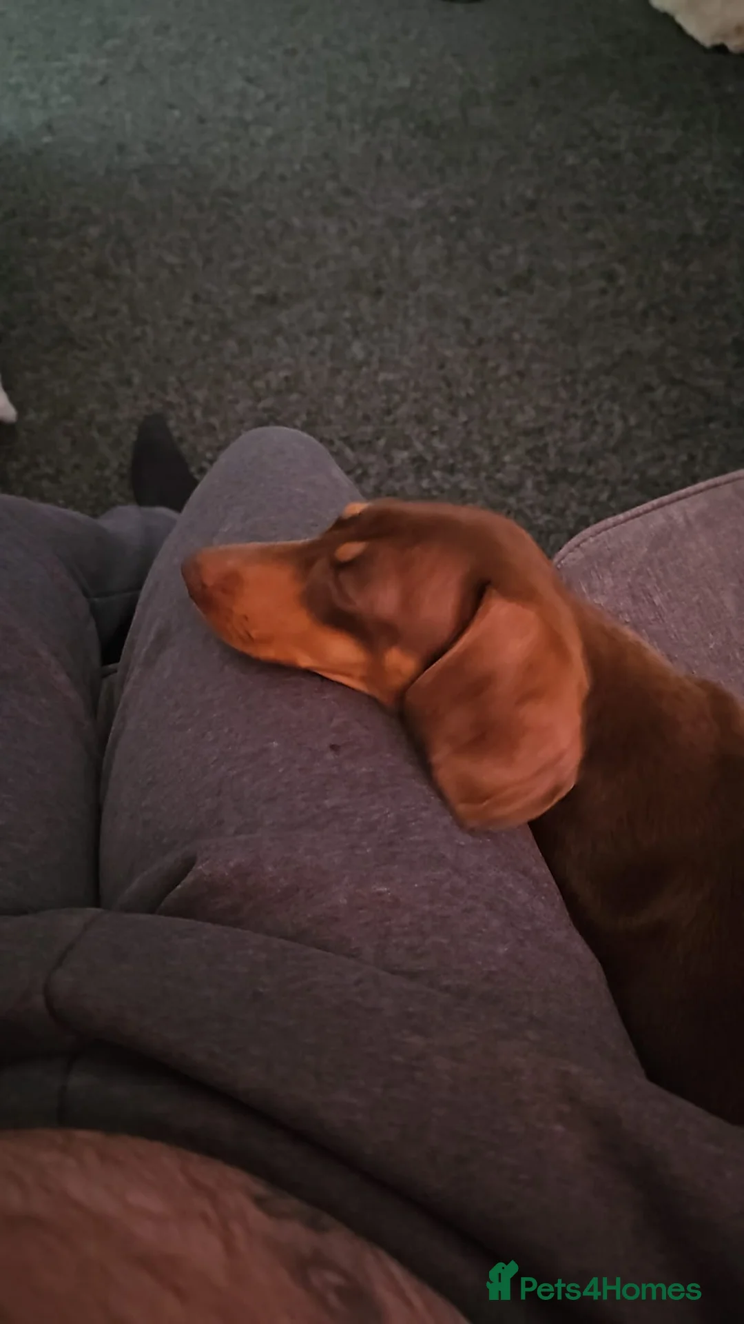 Dachshund dogs for sale: Miniature dachshund  in Peterlee - Advert 2