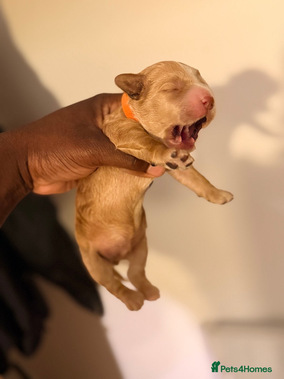 Cockapoo dogs for sale: Adorable Puppies Looking for Their Forever Homes! - Advert 12