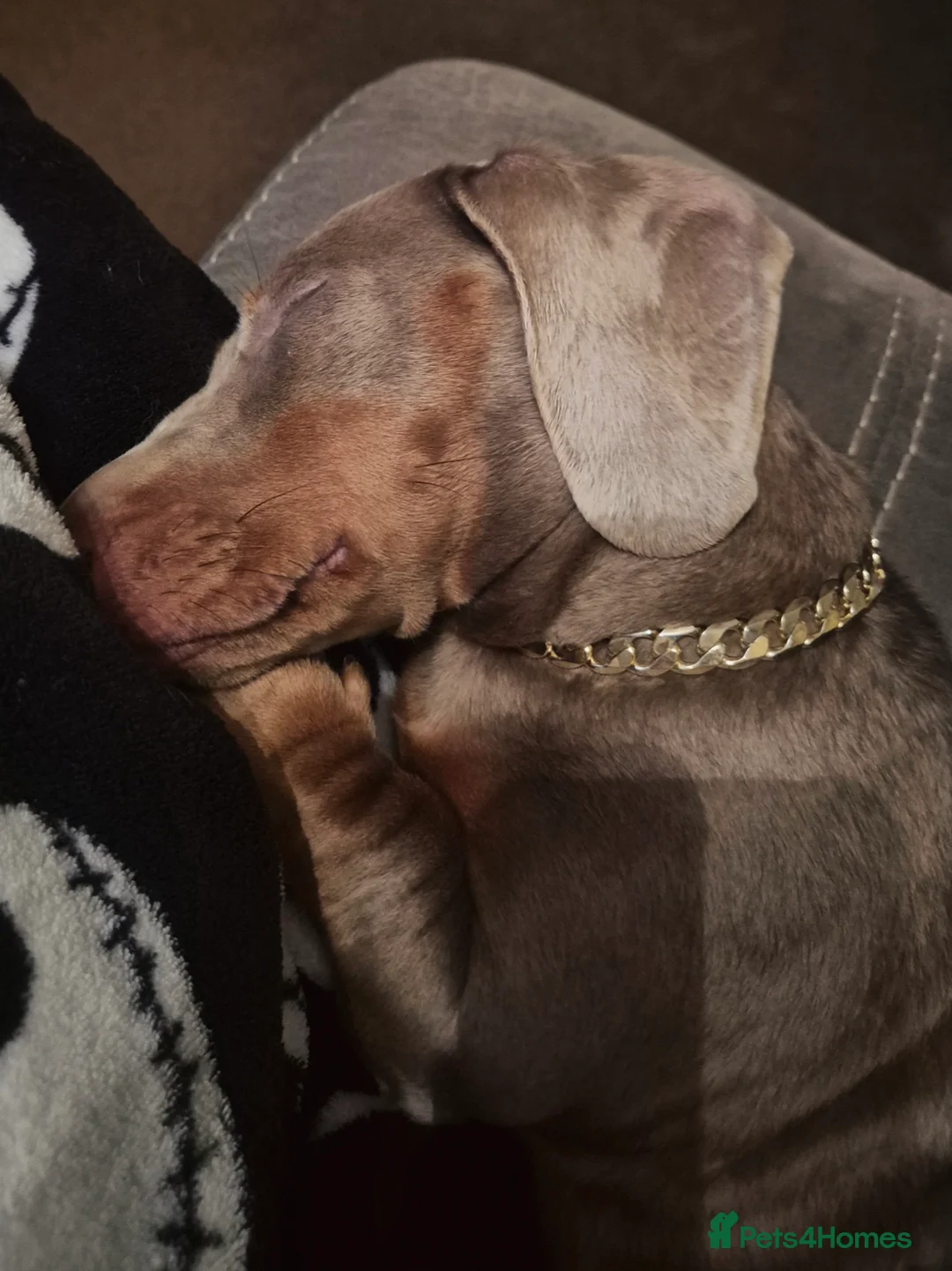 Dachshund dogs for sale: Male 7 month old miniature daschhund  in Margate - Advert 6