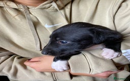 Mixed Breed dogs for sale: Deerhound greyhound collie puppies  - Image 23