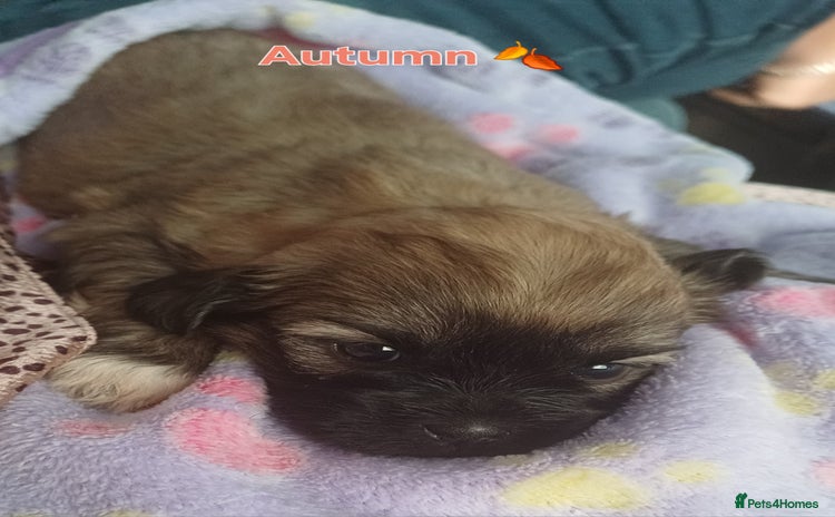 Shih Tzu dogs - Advert 2