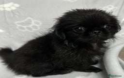 Mixed Breed dogs for sale: 4 fully vaccinated Tiny Pugingeses left  - Image 4