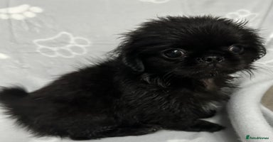 Mixed Breed dogs - Advert 1