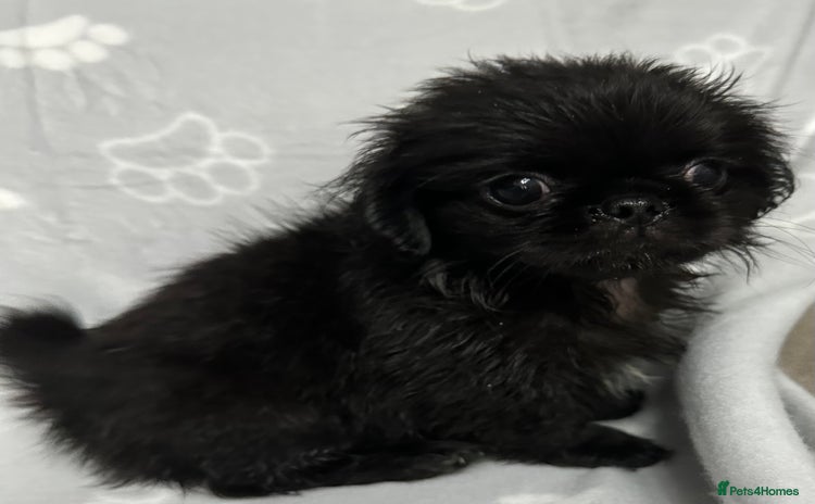 Mixed Breed dogs - Advert 1