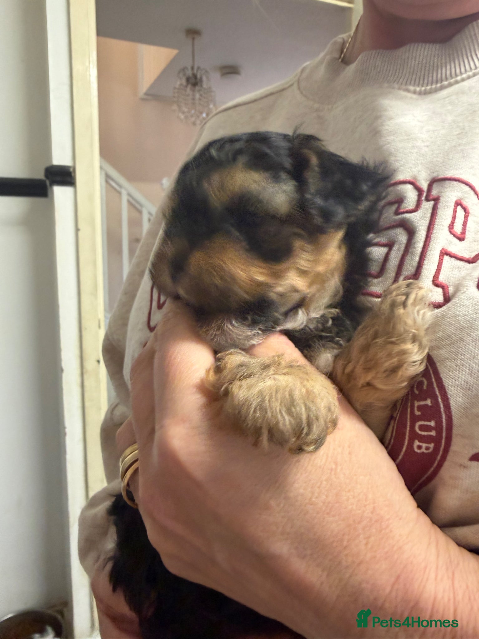 Yorkiepoo dogs Only one little boy Yorkiepoo left  - Advert 1