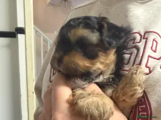 Yorkiepoo dogs Only one little boy Yorkiepoo left - Advert 1