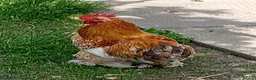 Chickens poultry for sale: Pekin Breeding Trio - Advert 3