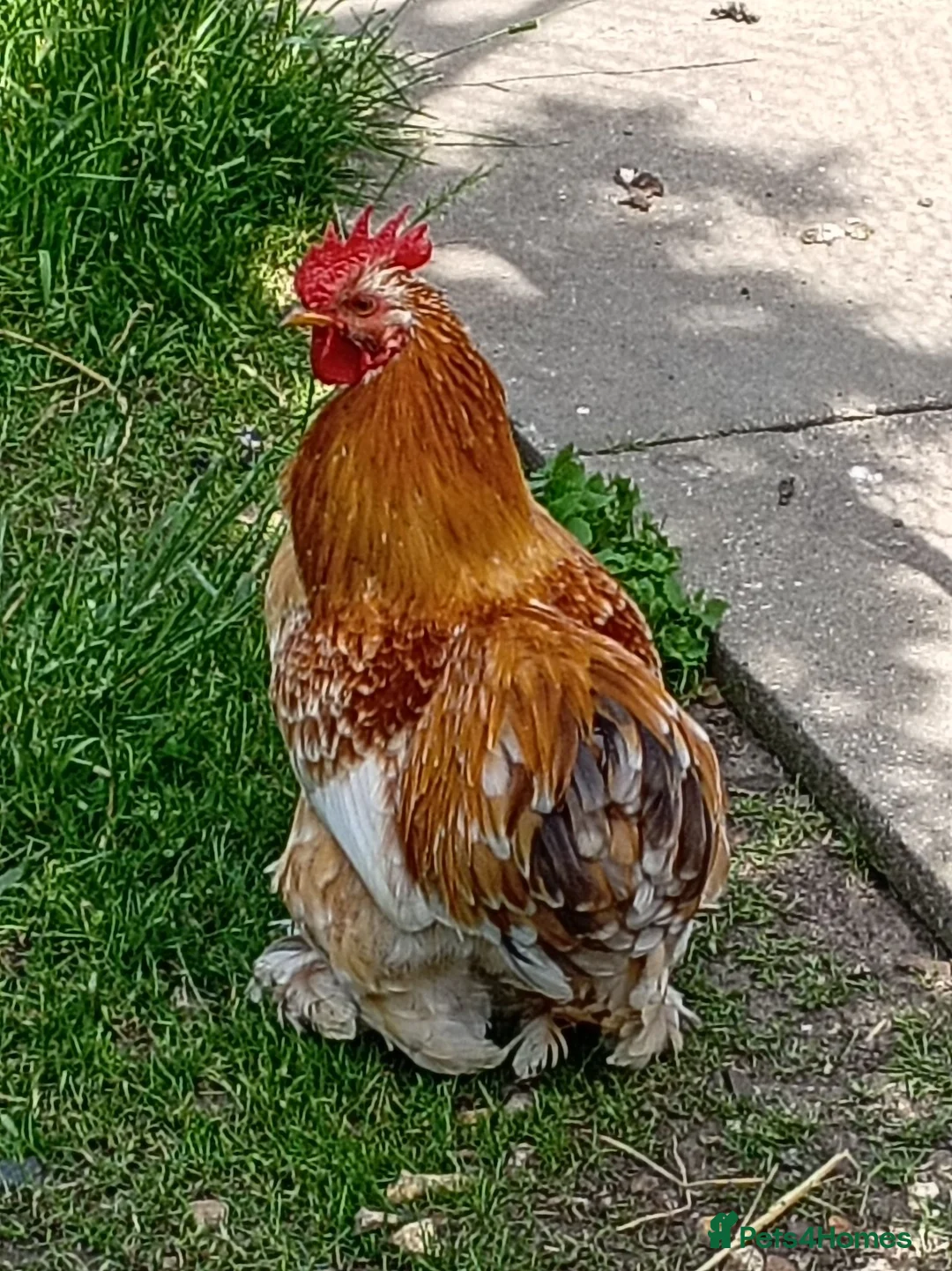 Chickens poultry for sale: Pekin Breeding Trio - Advert 3