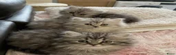 Persian cats for sale: Persian chinchilla kittens  - Advert 1
