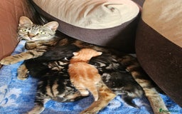 American Shorthair cats for sale: Kittens for sale  - Image 5