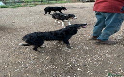 Border Collie dogs for sale: Border Collie Puppies for sale - Image 7