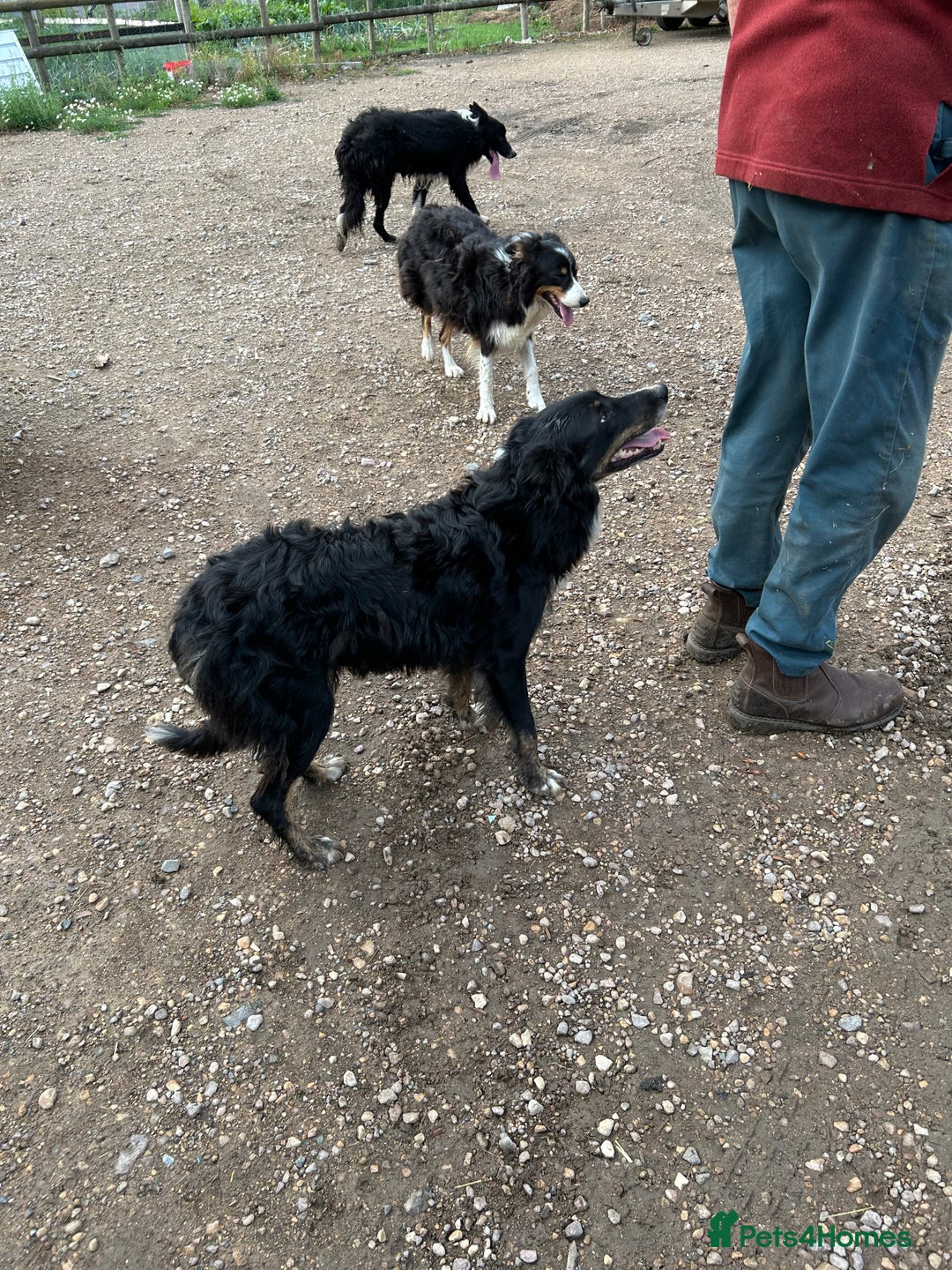 Border Collie dogs for sale: Border Collie Puppies for sale - Image 7
