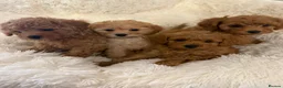 Maltipoo dogs for sale: 🐾 toy maltipoo puppy’s 🐾 - Advert 4