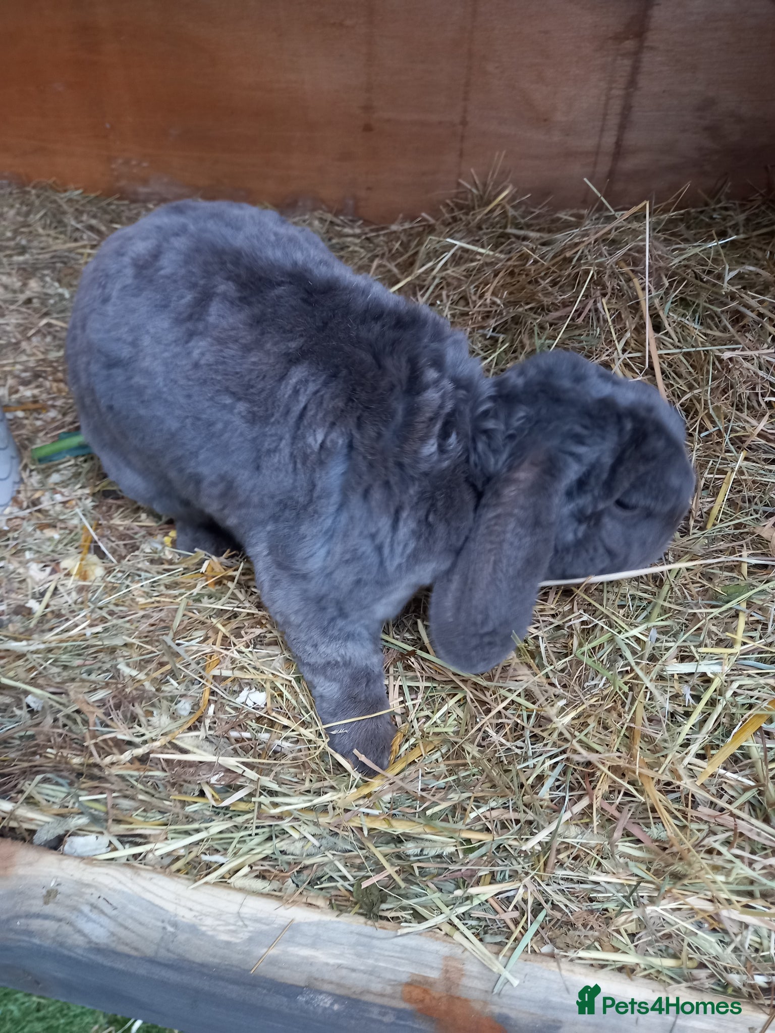 Mini Lop rabbits for sale: Mini plush lops - Advert 8