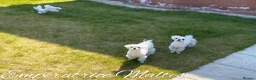 Maltese dogs for sale: Tiny KC Reg. Korean Maltese- CH line show dogs! - Advert 23